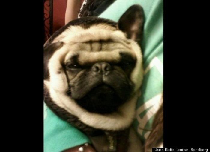 ¿Qué hacen un tigre o un león si les dejas una caja de cartón? El mejor vídeo de bichinos de la semana (VÍDEO)