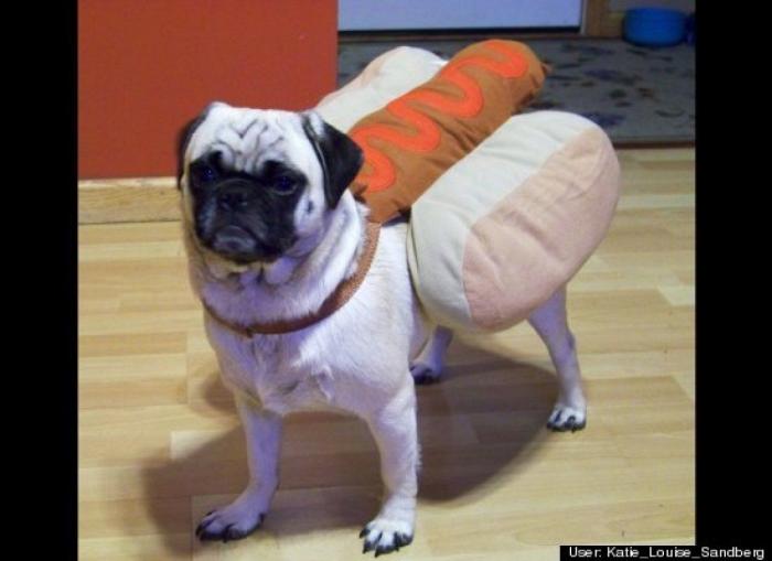 ¿Qué hacen un tigre o un león si les dejas una caja de cartón? El mejor vídeo de bichinos de la semana (VÍDEO)