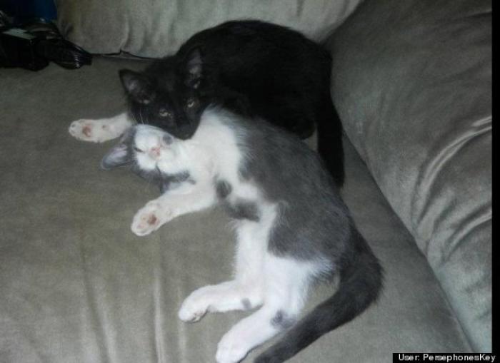 ¿Qué hacen un tigre o un león si les dejas una caja de cartón? El mejor vídeo de bichinos de la semana (VÍDEO)