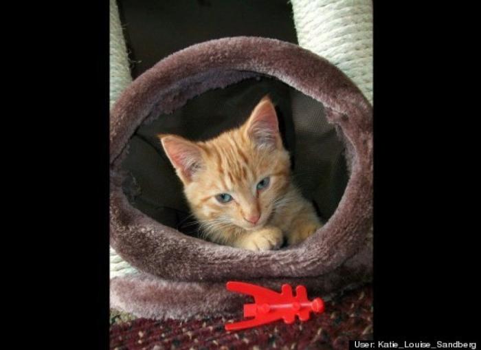 ¿Qué hacen un tigre o un león si les dejas una caja de cartón? El mejor vídeo de bichinos de la semana (VÍDEO)