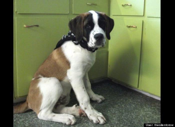 ¿Qué hacen un tigre o un león si les dejas una caja de cartón? El mejor vídeo de bichinos de la semana (VÍDEO)