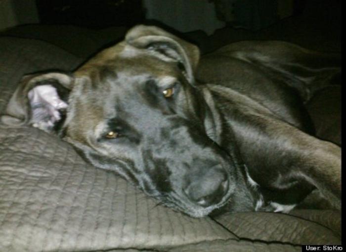 ¿Qué hacen un tigre o un león si les dejas una caja de cartón? El mejor vídeo de bichinos de la semana (VÍDEO)