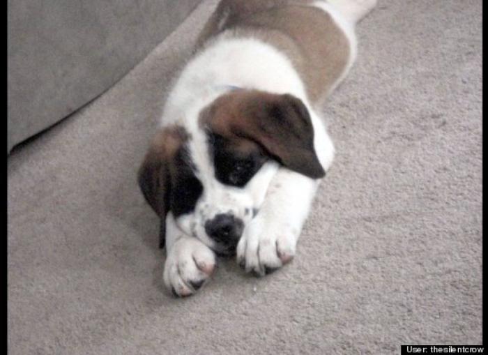 ¿Qué hacen un tigre o un león si les dejas una caja de cartón? El mejor vídeo de bichinos de la semana (VÍDEO)