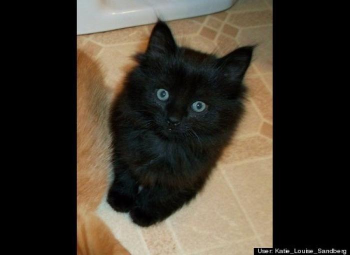 ¿Qué hacen un tigre o un león si les dejas una caja de cartón? El mejor vídeo de bichinos de la semana (VÍDEO)