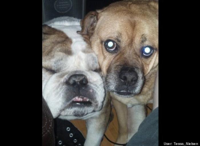 ¿Qué hacen un tigre o un león si les dejas una caja de cartón? El mejor vídeo de bichinos de la semana (VÍDEO)