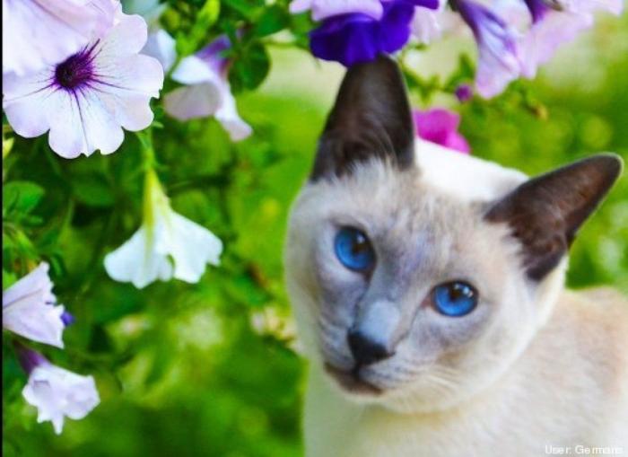 ¿Qué hacen un tigre o un león si les dejas una caja de cartón? El mejor vídeo de bichinos de la semana (VÍDEO)