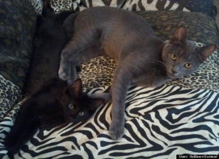 ¿Qué hacen un tigre o un león si les dejas una caja de cartón? El mejor vídeo de bichinos de la semana (VÍDEO)