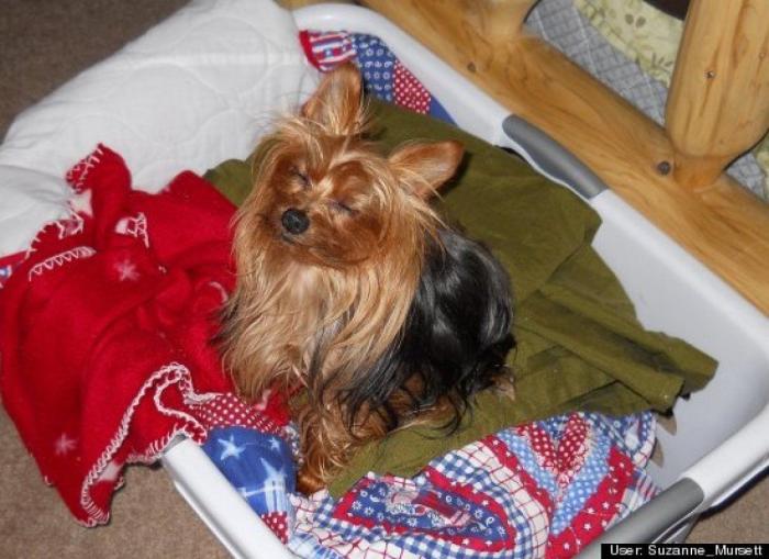 ¿Qué hacen un tigre o un león si les dejas una caja de cartón? El mejor vídeo de bichinos de la semana (VÍDEO)