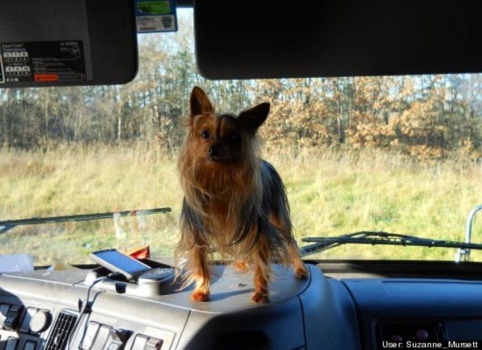 ¿Qué hacen un tigre o un león si les dejas una caja de cartón? El mejor vídeo de bichinos de la semana (VÍDEO)