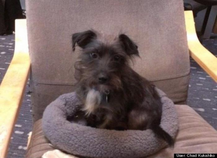 ¿Qué hacen un tigre o un león si les dejas una caja de cartón? El mejor vídeo de bichinos de la semana (VÍDEO)