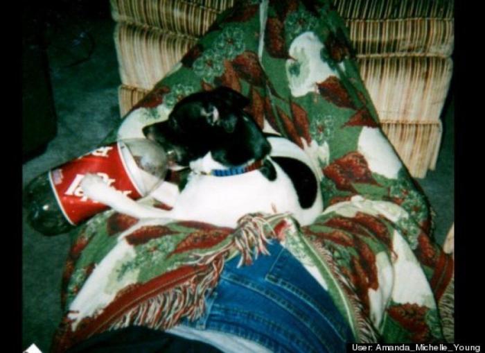 ¿Qué hacen un tigre o un león si les dejas una caja de cartón? El mejor vídeo de bichinos de la semana (VÍDEO)