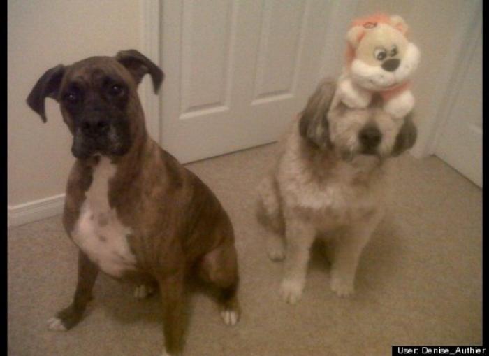 ¿Qué hacen un tigre o un león si les dejas una caja de cartón? El mejor vídeo de bichinos de la semana (VÍDEO)