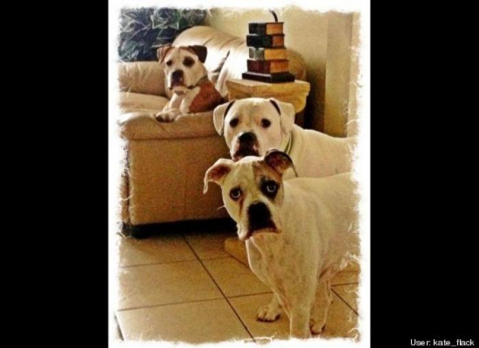 ¿Qué hacen un tigre o un león si les dejas una caja de cartón? El mejor vídeo de bichinos de la semana (VÍDEO)