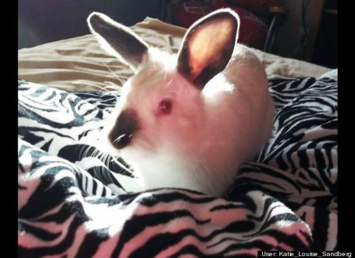 ¿Qué hacen un tigre o un león si les dejas una caja de cartón? El mejor vídeo de bichinos de la semana (VÍDEO)