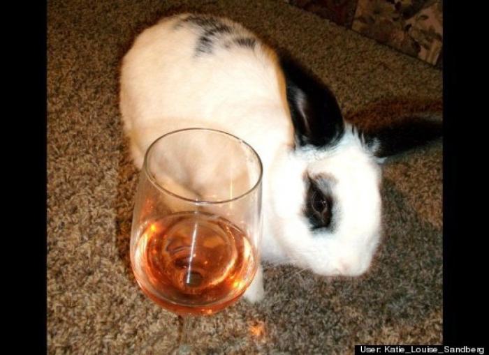 ¿Qué hacen un tigre o un león si les dejas una caja de cartón? El mejor vídeo de bichinos de la semana (VÍDEO)