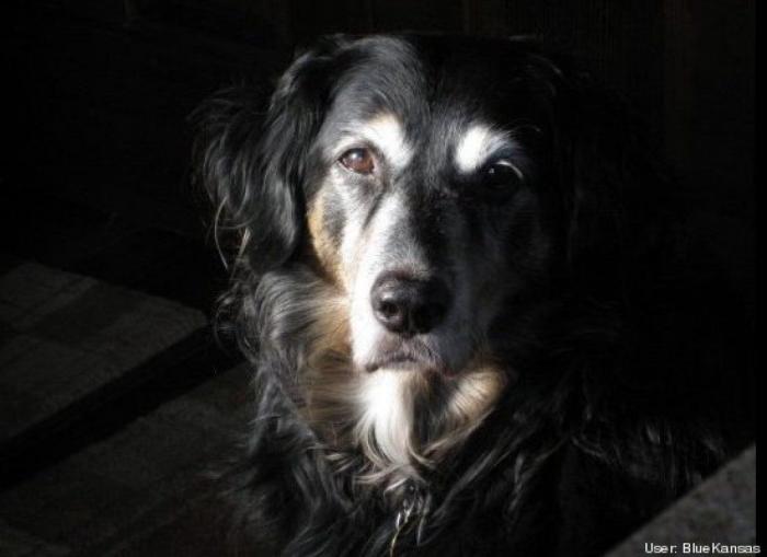 ¿Qué hacen un tigre o un león si les dejas una caja de cartón? El mejor vídeo de bichinos de la semana (VÍDEO)