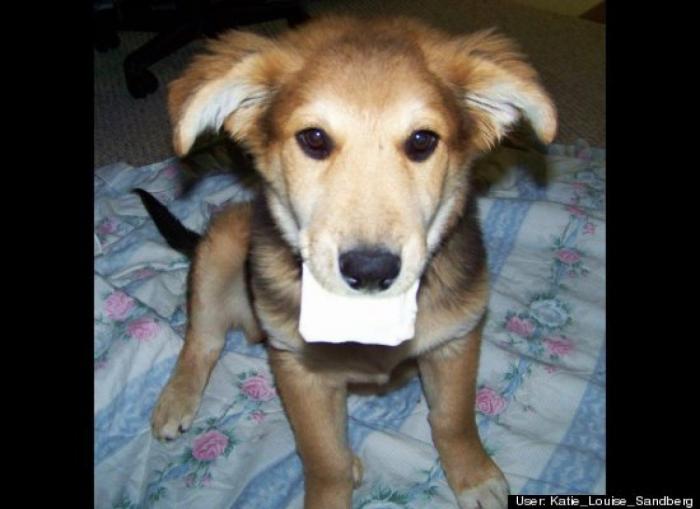 ¿Qué hacen un tigre o un león si les dejas una caja de cartón? El mejor vídeo de bichinos de la semana (VÍDEO)