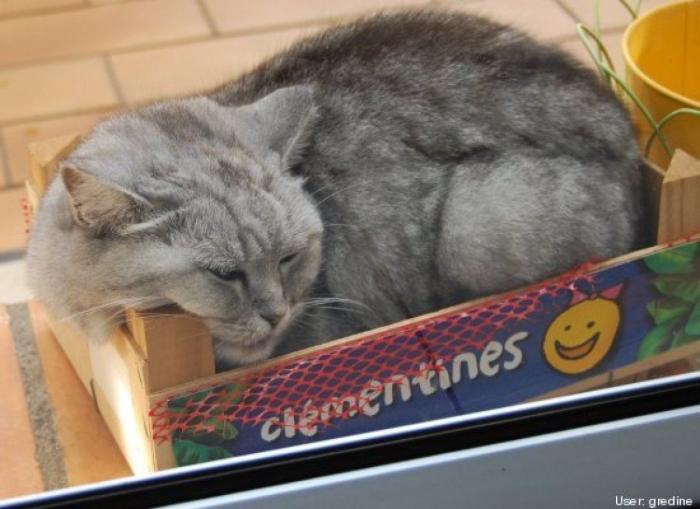 ¿Qué hacen un tigre o un león si les dejas una caja de cartón? El mejor vídeo de bichinos de la semana (VÍDEO)