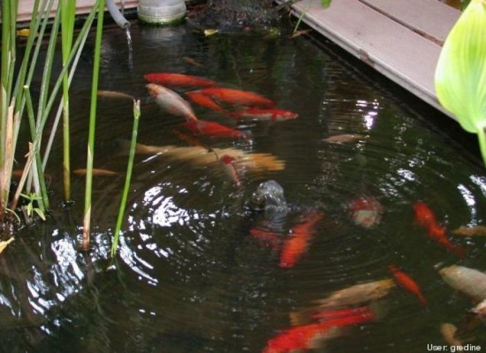 ¿Qué hacen un tigre o un león si les dejas una caja de cartón? El mejor vídeo de bichinos de la semana (VÍDEO)