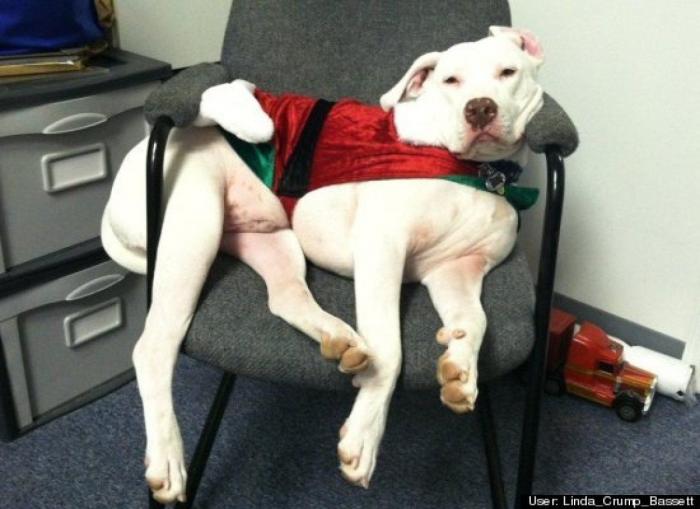 ¿Qué hacen un tigre o un león si les dejas una caja de cartón? El mejor vídeo de bichinos de la semana (VÍDEO)