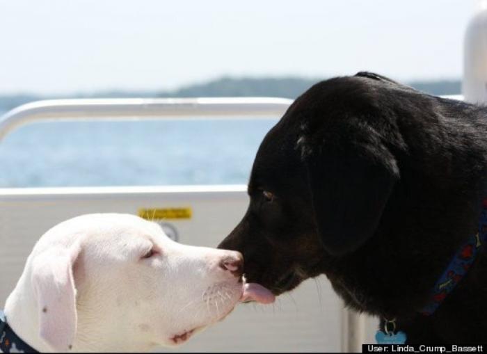 ¿Qué hacen un tigre o un león si les dejas una caja de cartón? El mejor vídeo de bichinos de la semana (VÍDEO)