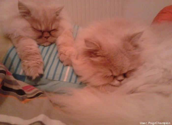 ¿Qué hacen un tigre o un león si les dejas una caja de cartón? El mejor vídeo de bichinos de la semana (VÍDEO)