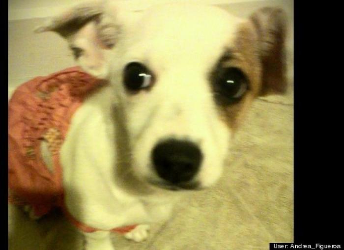 ¿Qué hacen un tigre o un león si les dejas una caja de cartón? El mejor vídeo de bichinos de la semana (VÍDEO)