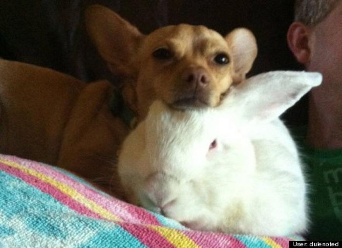 ¿Qué hacen un tigre o un león si les dejas una caja de cartón? El mejor vídeo de bichinos de la semana (VÍDEO)