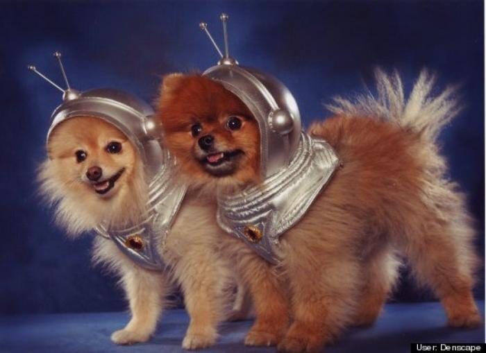 ¿Qué hacen un tigre o un león si les dejas una caja de cartón? El mejor vídeo de bichinos de la semana (VÍDEO)