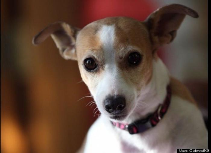 ¿Qué hacen un tigre o un león si les dejas una caja de cartón? El mejor vídeo de bichinos de la semana (VÍDEO)
