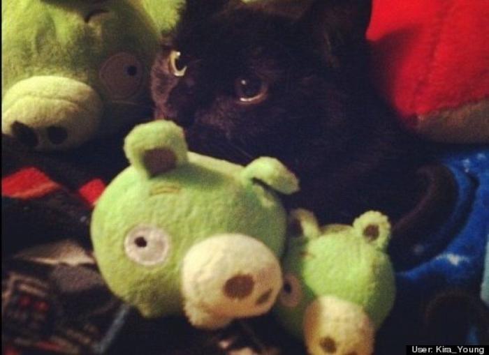 ¿Qué hacen un tigre o un león si les dejas una caja de cartón? El mejor vídeo de bichinos de la semana (VÍDEO)