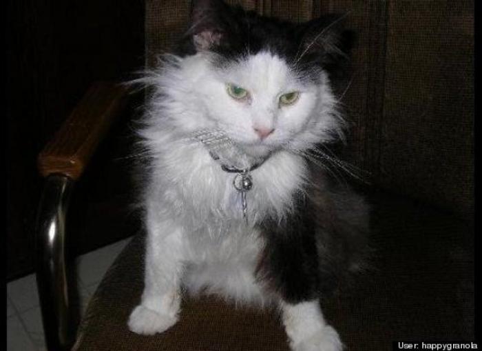 ¿Qué hacen un tigre o un león si les dejas una caja de cartón? El mejor vídeo de bichinos de la semana (VÍDEO)