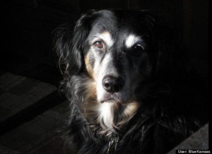 ¿Qué hacen un tigre o un león si les dejas una caja de cartón? El mejor vídeo de bichinos de la semana (VÍDEO)