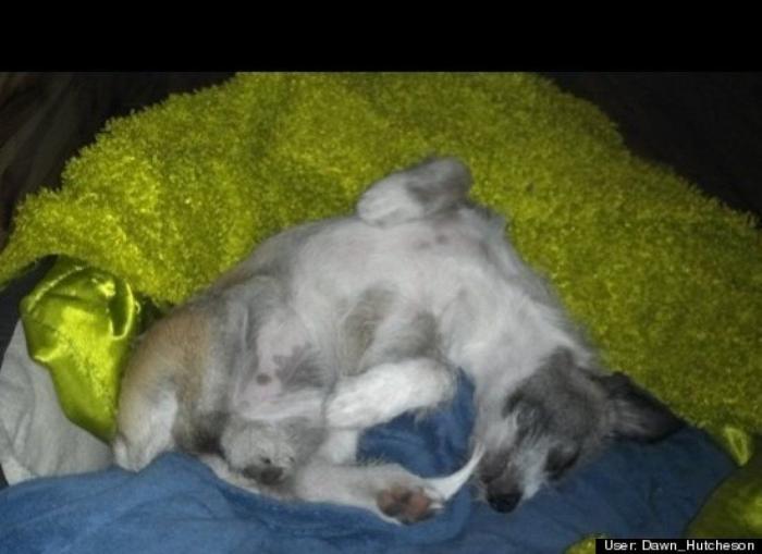 ¿Qué hacen un tigre o un león si les dejas una caja de cartón? El mejor vídeo de bichinos de la semana (VÍDEO)