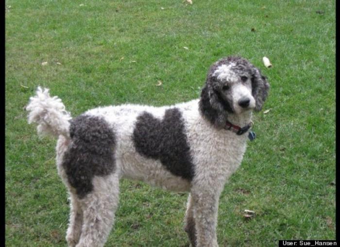 ¿Qué hacen un tigre o un león si les dejas una caja de cartón? El mejor vídeo de bichinos de la semana (VÍDEO)