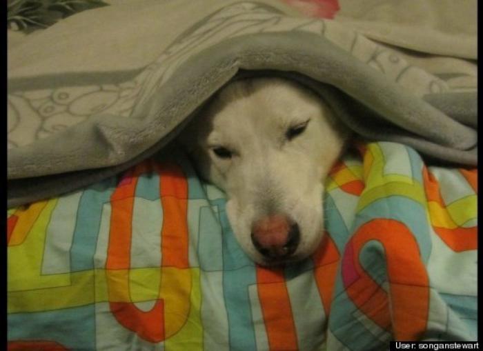 ¿Qué hacen un tigre o un león si les dejas una caja de cartón? El mejor vídeo de bichinos de la semana (VÍDEO)