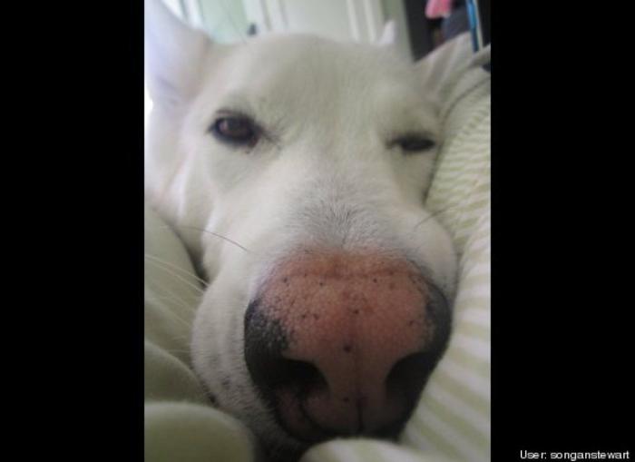 ¿Qué hacen un tigre o un león si les dejas una caja de cartón? El mejor vídeo de bichinos de la semana (VÍDEO)
