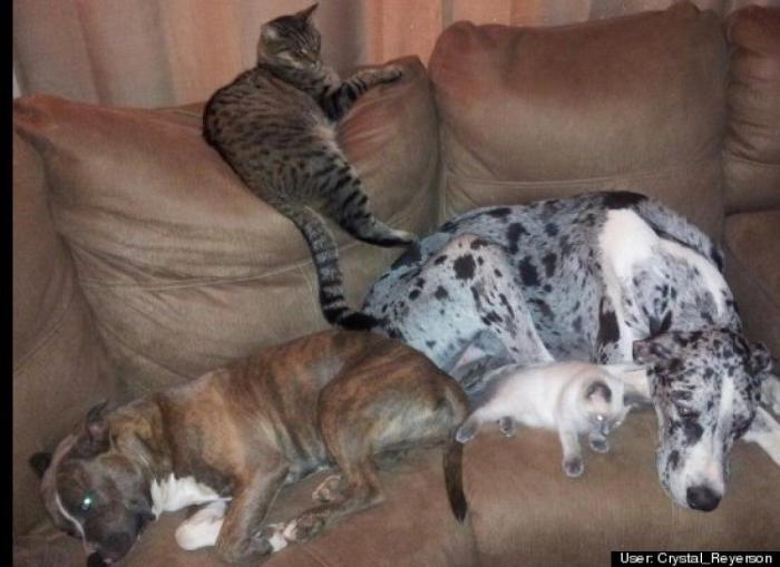 ¿Qué hacen un tigre o un león si les dejas una caja de cartón? El mejor vídeo de bichinos de la semana (VÍDEO)