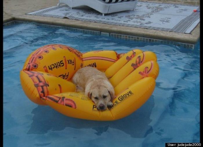 ¿Qué hacen un tigre o un león si les dejas una caja de cartón? El mejor vídeo de bichinos de la semana (VÍDEO)