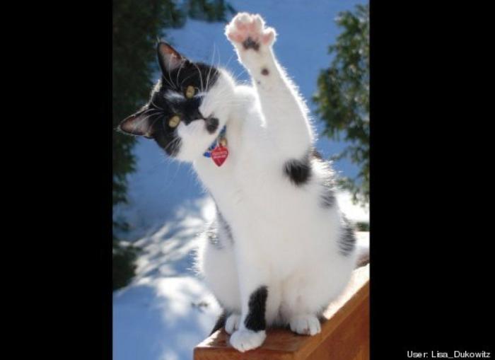 ¿Qué hacen un tigre o un león si les dejas una caja de cartón? El mejor vídeo de bichinos de la semana (VÍDEO)