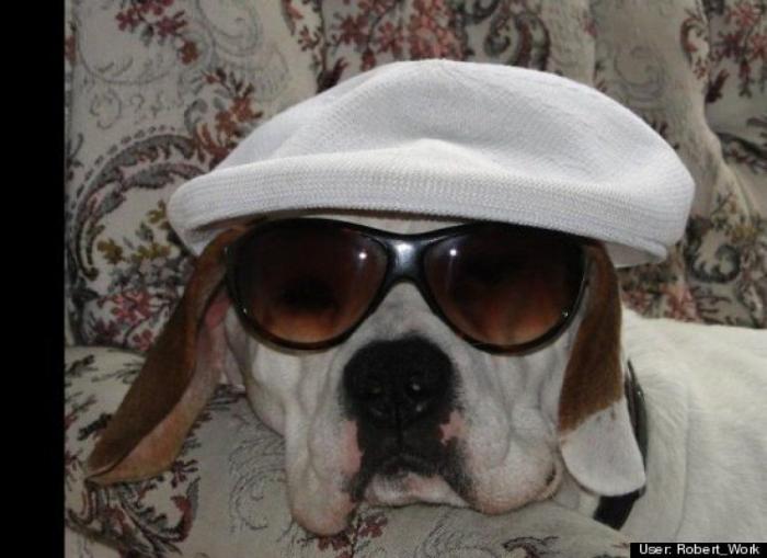 ¿Qué hacen un tigre o un león si les dejas una caja de cartón? El mejor vídeo de bichinos de la semana (VÍDEO)