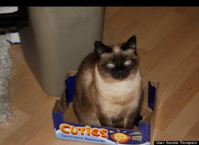 ¿Qué hacen un tigre o un león si les dejas una caja de cartón? El mejor vídeo de bichinos de la semana (VÍDEO)