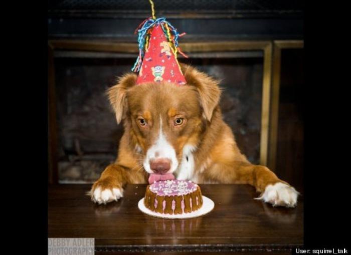 ¿Qué hacen un tigre o un león si les dejas una caja de cartón? El mejor vídeo de bichinos de la semana (VÍDEO)