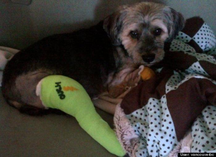 ¿Qué hacen un tigre o un león si les dejas una caja de cartón? El mejor vídeo de bichinos de la semana (VÍDEO)