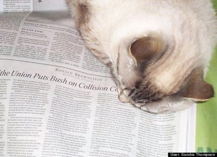 ¿Qué hacen un tigre o un león si les dejas una caja de cartón? El mejor vídeo de bichinos de la semana (VÍDEO)