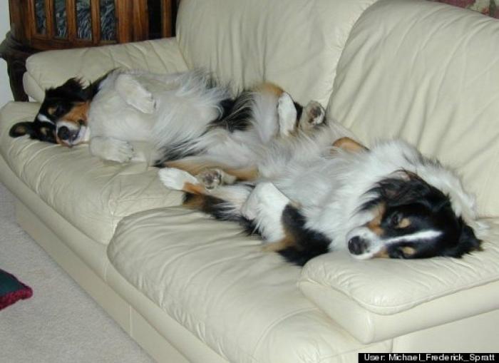 ¿Qué hacen un tigre o un león si les dejas una caja de cartón? El mejor vídeo de bichinos de la semana (VÍDEO)