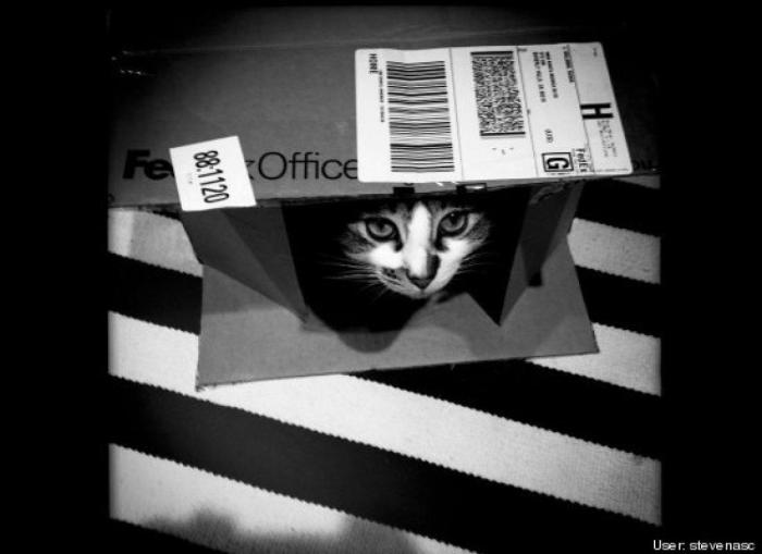 ¿Qué hacen un tigre o un león si les dejas una caja de cartón? El mejor vídeo de bichinos de la semana (VÍDEO)