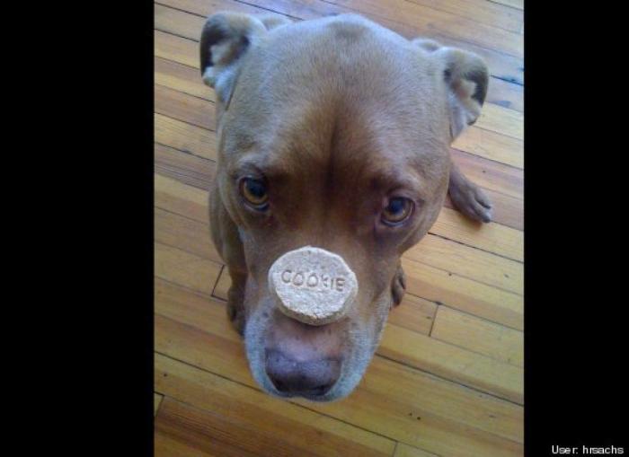 ¿Qué hacen un tigre o un león si les dejas una caja de cartón? El mejor vídeo de bichinos de la semana (VÍDEO)