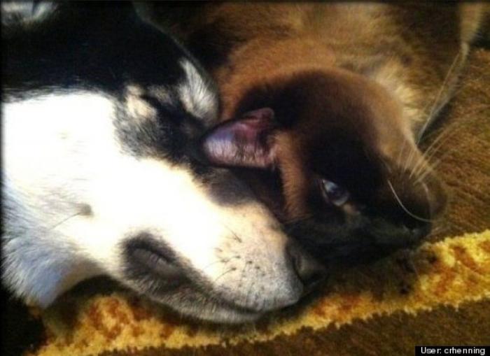 ¿Qué hacen un tigre o un león si les dejas una caja de cartón? El mejor vídeo de bichinos de la semana (VÍDEO)