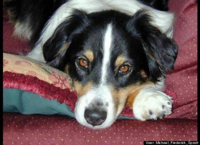 ¿Qué hacen un tigre o un león si les dejas una caja de cartón? El mejor vídeo de bichinos de la semana (VÍDEO)
